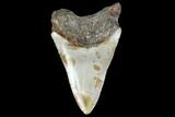 Bargain, Fossil Megalodon Tooth - North Carolina #119430-1
